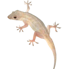 Jessie-Gecko
