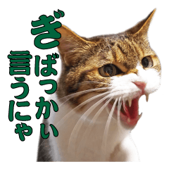 reo&Quu CAT morokata Vol1 Sticker