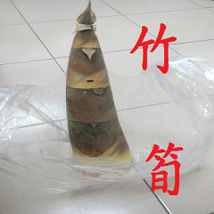 A large bamboo shoot