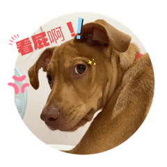 coco  dog