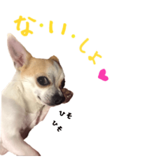 Tenchan of Chihuahuas 2