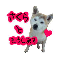 柴犬さくらちゃん