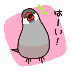 Java sparrow (black)