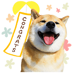 SHIBA MARU สติกเกอร์ป๊อปอัพ