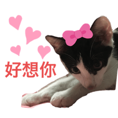 咪key喵喵