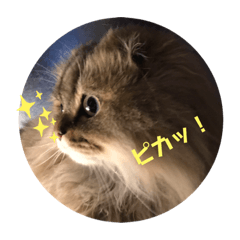 Cat kiichiro