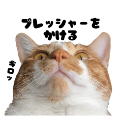 茶トラ白猫の顔写真リアルスタンプ生意気編