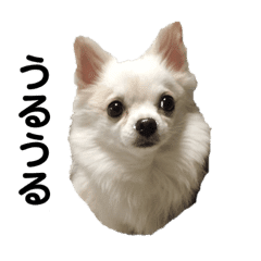 白チワワのダービー Line スタンプ Line Store