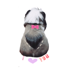 天竺鼠-奶哥的世界