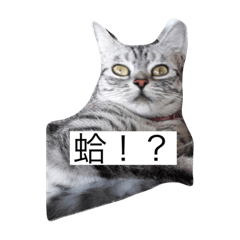 貓咪圖