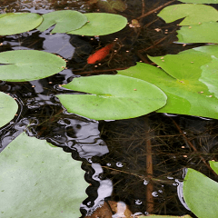 A fish water tour