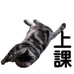 美國短毛貓-Mina(12)