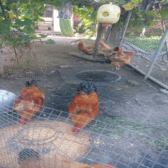 A group of hens