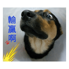 我是++
