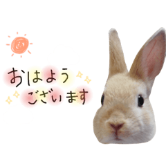 mugi_rabbit