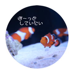 suzu,Sea creatures