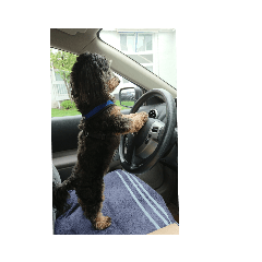 Tommy_20190713061406