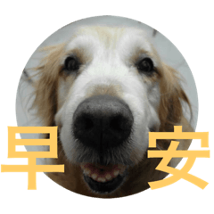尼吉寶貝