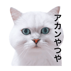 Mr.Shiratama Cat 3