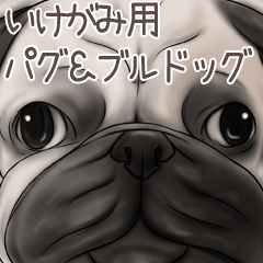 Ikegami Pug and Bulldog