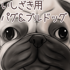 Ishizaki Pug and Bulldog