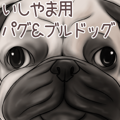 Ishiyama Pug and Bulldog