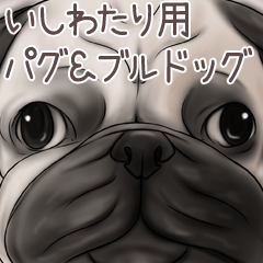 Ishiwatari Pug and Bulldog