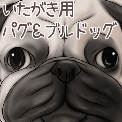 Itagaki Pug and Bulldog