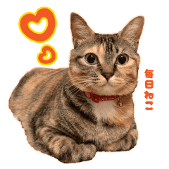 ぴぴとベル 毎日ねこ うちの猫スタンプ Line スタンプ Line Store