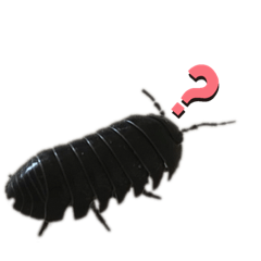 ASUKA_20190713162738