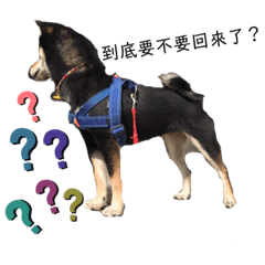 柴犬CoCo日常生活