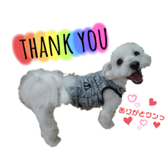 白犬 わんこマルチーズ 日常会話 スタンプ Line スタンプ Line Store