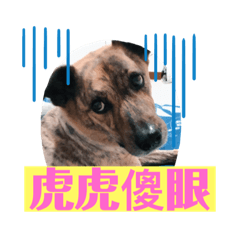 大家好 我是小虎