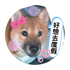 柴寶妞語錄