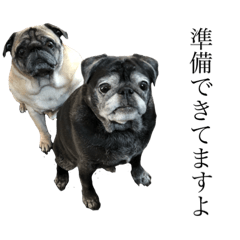 pugs@uchidas