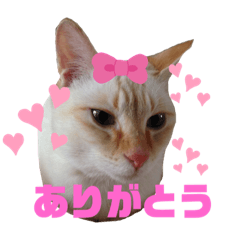 Nya-su my cat