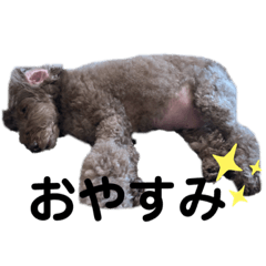 Dogs_20190714093926