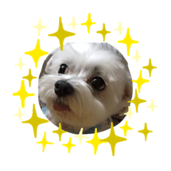 肥肥表情基本用語