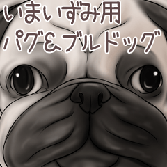 Imaizumi Pug and Bulldog