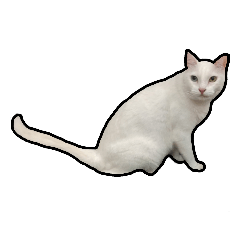 大白貓-阿皮