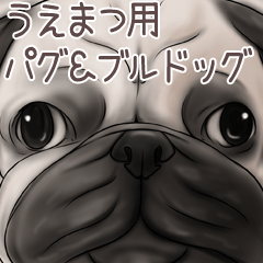 Uematsu Pug and Bulldog