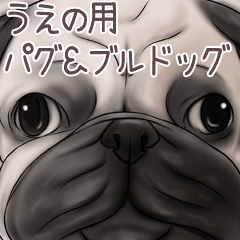 Ueno Pug and Bulldog