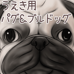 Ueki Pug and Bulldog