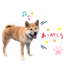 柴犬-阿拜