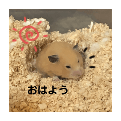 hamster purin