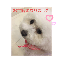 Marilyn Toy Poodle