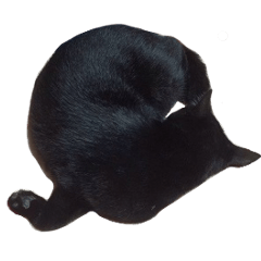 Black cat mimio
