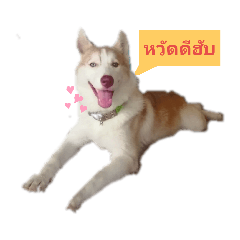 Peanut_20190716104551