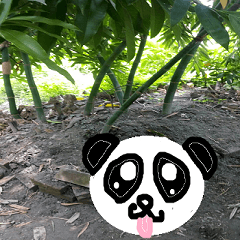 Panda in the bamboo forest