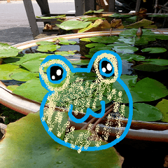 Frog on lotus leaf